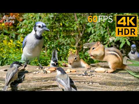 Видео: КОШКА ТВ 😺🐦 Поющие белки и милые птицы 🐿 Игры для котов 4K HDR