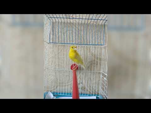 Видео: Тирайник мп3 йош жужалар га ештирамиз