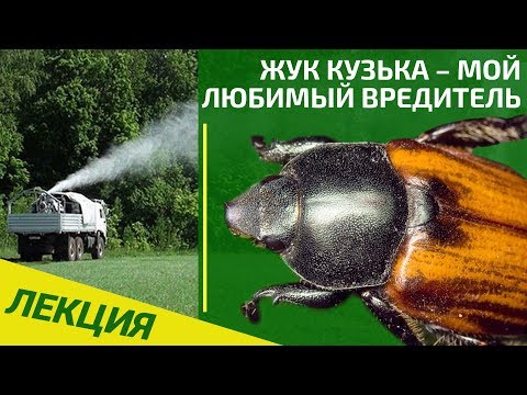 Видео: Жук кузька - как избавиться