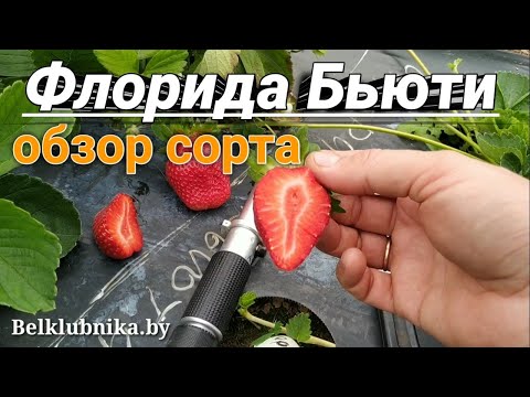 Видео: Сорт клубники Флорида Бьюти 🍓 НСД. Belklubnika.by