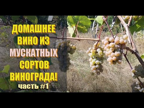 Видео: Как сделать МУСКАТНОЕ вино и КАРАМЕЛЬНОЕ вино. ДОМАШНЕЕ ВИНО ИЗ МУСКАТНЫХ СОРТОВ ВИНОГРАДА! Часть 1