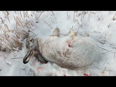 Видео: Очередная охота на зайца по первому снегу и снова трофей.