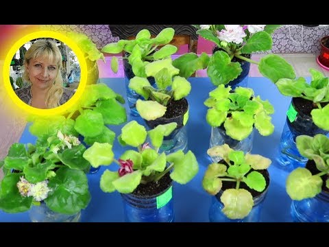 Видео: Избыточное освещение для фиалок. Разрушение хлорофилла