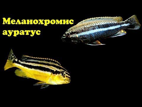 Видео: Меланохромис ауратус - Melanochromis auratus