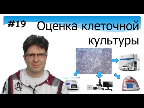 Видео: Оценка клеточной культуры. Микроскопия. Биохимия. Метаболическая активность. Флюорисценция.