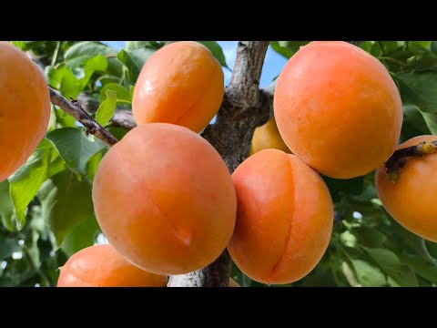 Видео: Абрикос Вондеркот. Apricot Wonder Cot. Смачний і гарний