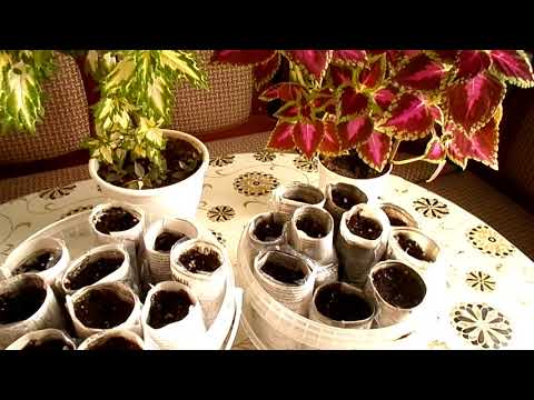 Видео: Морковь на рассаду. Для раннего урожая  в теплице Видео№104