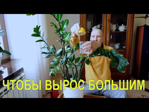 Видео: Протри этим листья замиокулькаса, и он оживет.