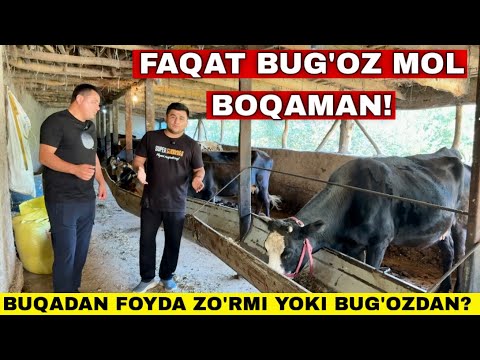 Видео: Буни Куриб Бука Бокингиз Кемай Колади! Фойда Факат Букадан Деганлар Курсин Бугоз Мол Бокиш Сирлари