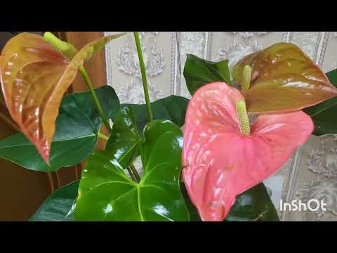 Видео: Годовой отчёт. План на следующий год. 03.01.2024.