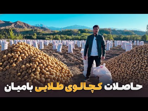 Видео: Путешествие с Зафаром — визит Самиуллы Зафара на благословенный сбор картофеля в Бамиане