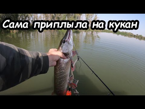 Видео: Рыба сама пришла на кукан