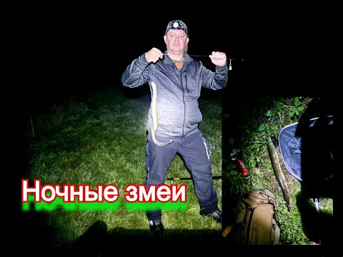 Видео: Ночная рыбалка на угря. Угорь в маленькой речке. Как ловить угря.