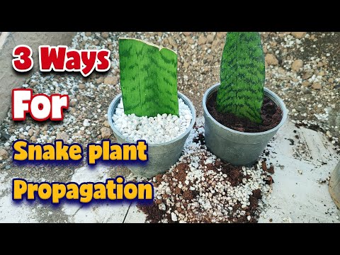 Видео: Как размножить змееголовник | 3 простых метода, которые работают!