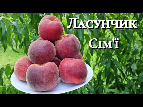 Видео: Персик Шугар Тайм.