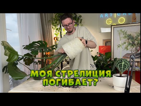 Видео: Экстренная пересадка СТРЕЛИЦИИ | СТРЕЛИЦИЯ НИКОЛАЯ