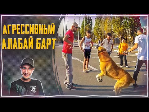 Видео: Агрессивный Алабай Барт