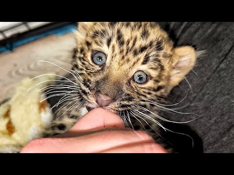 Видео: Леопардик Хан. Состояние ТЯЖЁЛОЕ, но мы с ним боремся. Хан ДОЛЖЕН ПОБЕДИТЬ!
