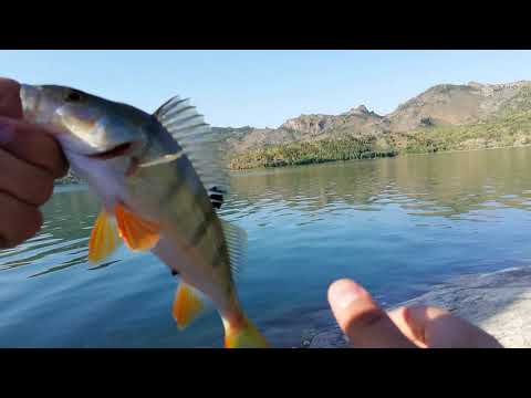 Видео: жасыбай рыбалка, баянаул отдых 10.08.2019