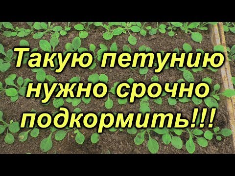 Видео: От этой подкормки петуния будет красивой!!!