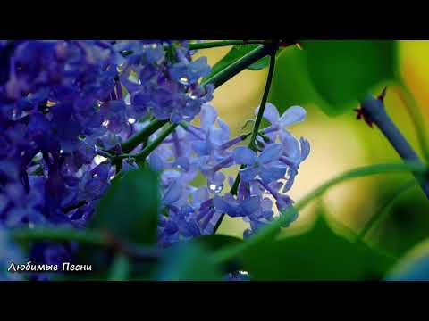 Видео: II четверть Русский язык и литература Я2,6 класс Тема: "Любимое время года"