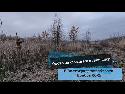 Видео: Охота на фазана с Эпаньоль Бретоном в Волгоградской обл. 2022/Pheasant hunting with Epagneul Breton