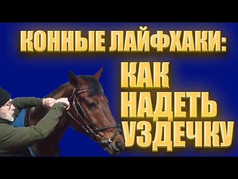 Видео: Два варианта, как надеть уздечку