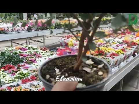 Видео: Евкаліпт