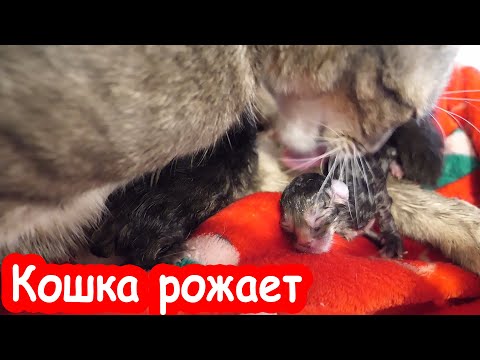 Видео: VLOG Родился слабый котёнок. Хоть бы выжил