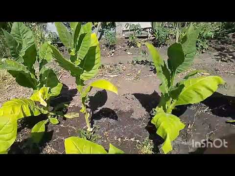 Видео: Тютюн 2025. Два місяці після висадки розсади. Викидання цвіту в середині червня