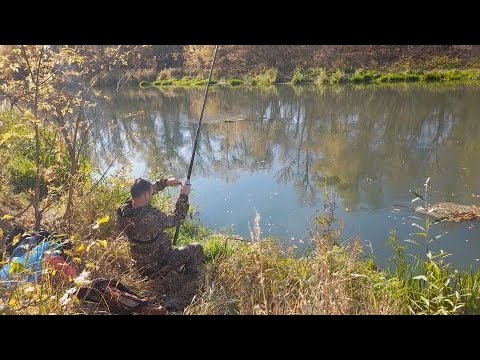 Видео: КЛЁВАЯ РЫБАЛКА НА ПОПЛАВОК В ОКТЯБРЕ. Ловля плотвы на поплавок в проводку. Рыбалка на реке.