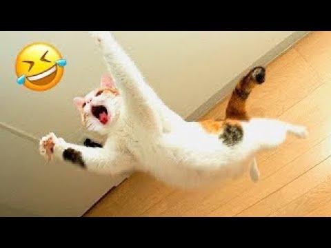 Видео: Приготовьтесь смеяться! 😂 Самые забавные кошки и собаки 😹🐶 Часть 2