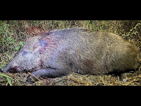 Видео: Интересная получилась охота на кабана с подхода.