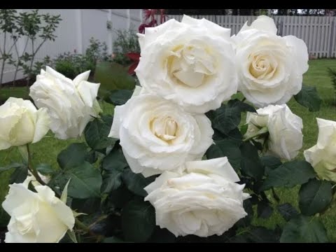 Видео: Цветение роз - Новые сорта - Ариана Ротшильд (2018) и Ноэми Ротшильд (2018)