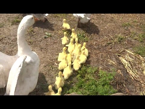 Видео: Выращивание гусей в домашних условиях. Ответы на вопросы.