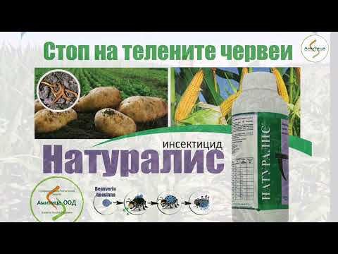 Видео: Най-успешната технология за отглеждане на царевица