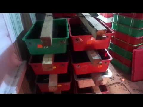 Видео: Технология "Шагающая гряда" на стеллажах/Разведение червя дендробена