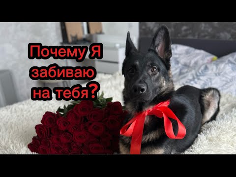 Видео: Почему Ваша собака забивает на команды?