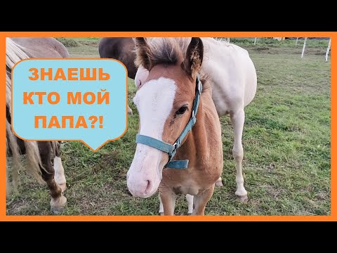 Видео: Генетика коров, овец, змей и лошадей. Поглотительное скрещивание и селекция.