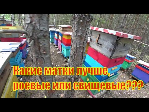Видео: КАКИЕ МАТКИ ЛУЧШИЕ, РОЕВЫЕ ИЛИ ИСКУСТВЕННО ВЫВЕДЕННЫЕ, моё МНЕНИЕ