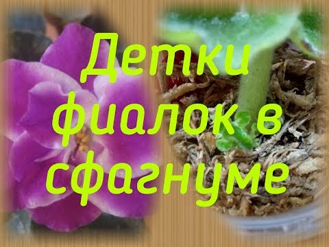 Видео: Детки фиалки в сфагнуме