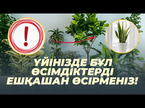 Видео: ҮЙДЕ ҰСТАУҒА БОЛМАЙТЫН ЕҢ УЛЫ 10 ӨСІМДІК #гүлдер #улы