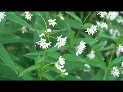 Видео: Ластовень лекарственный. Vincetoxicum hirundinaria. Опыление