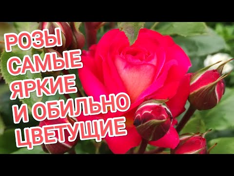 Видео: РОЗЫ. САМЫЕ ЯРКИЕ И ОБИЛЬНО ЦВЕТУЩИЕ СОРТА.