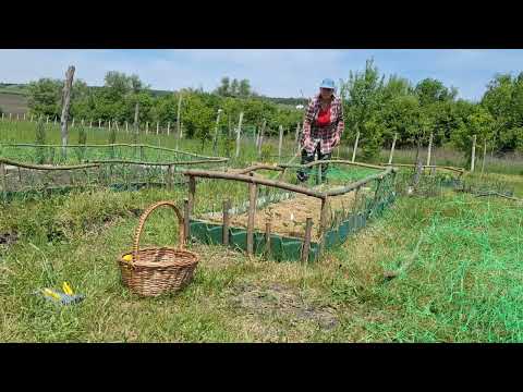 Видео: ДАЧА 3-24/COUNTRY LIFE-Спасаем клубнику от фазанов, сделали дверь и пол/Saving berries from pheasant