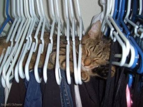 Видео: 🐕 А мне так удобно! 😸 Смешное видео с собаками, кошками и котятами! 🐈