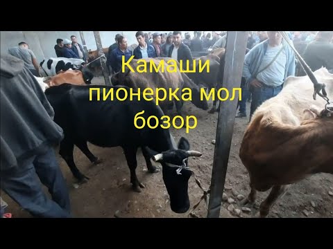 Видео: Камаши пионерка мол бозор 22.08.2024