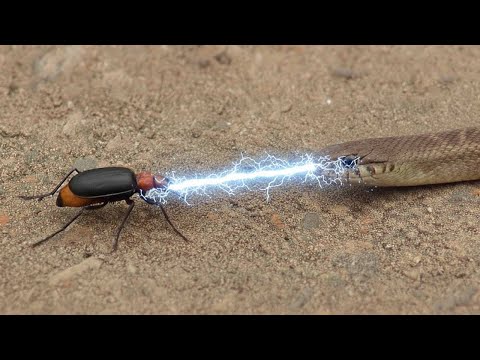 Видео: Вот, на Что Способны Самые Опасные Животные с Уникальным Оружием !