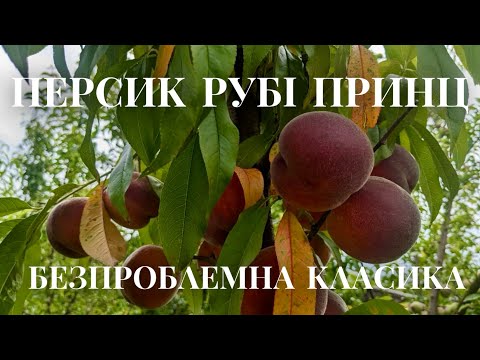 Видео: Персик Рубі Принц / Peach Ruby Prince