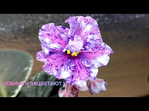 Видео: ФИАЛКИ ! НАЧАЛО ЦВЕТЕНИЕ НОВИНОК !